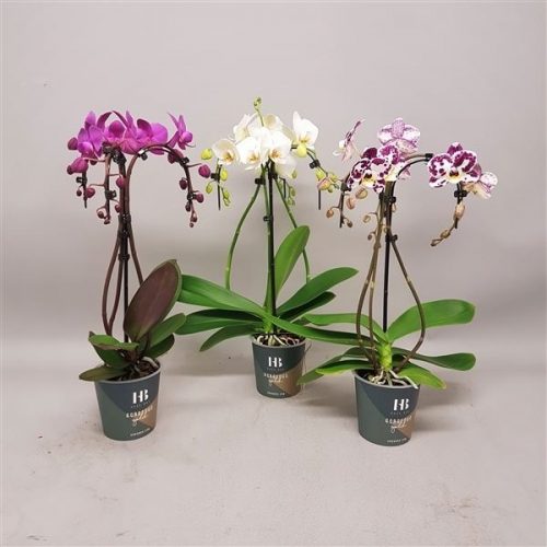 Phalaenopsis