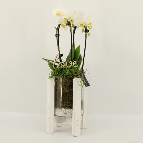 Phalrm-2020w romantic phalaenopsis	-	6	-	Adet
