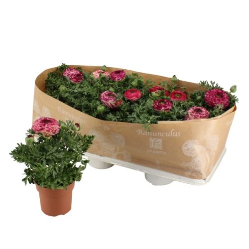 Ranunculus asiaticus sprinklers