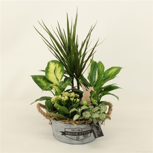 Baps-2018gr basic pasen	-	3	-	Adet