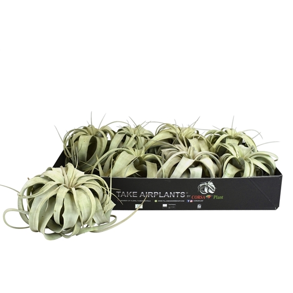 Tillandsia xerographica