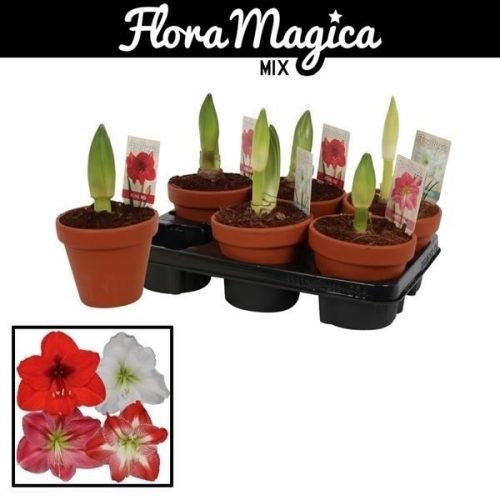 Hippeastrum mix