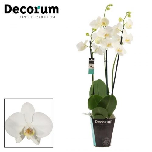Phalaenopsis tropic snowball