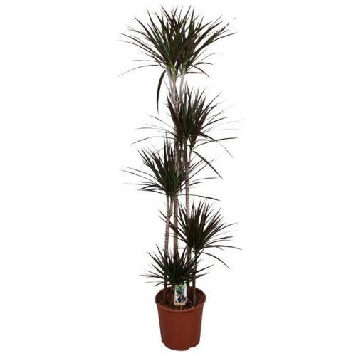 Dracaena marg. magenta