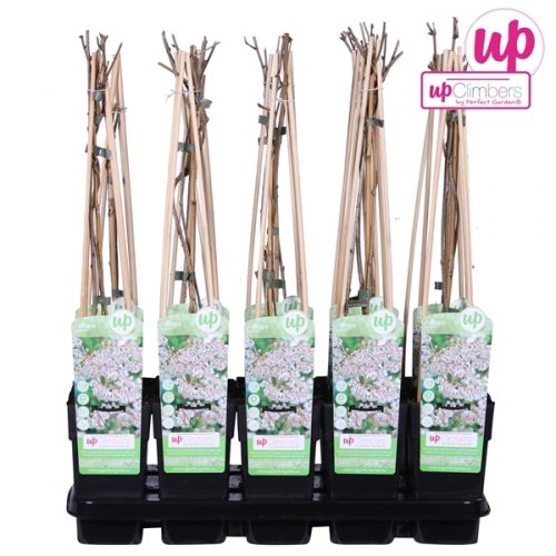 Fallopia baldschuanica