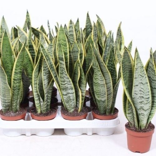 Sansevieria trifasciata laurentii