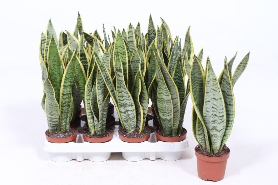 Sansevieria trifasciata laurentii