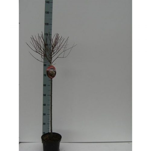 Salix integra hakuro nishiki