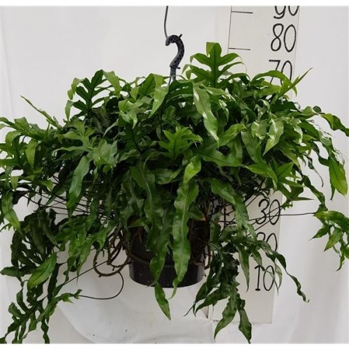 Microsorum diversifolium