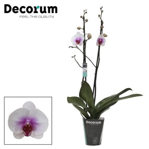 Phalaenopsis mountion	phal. mountion - 2 spike 12cm	-	4	-	Adet