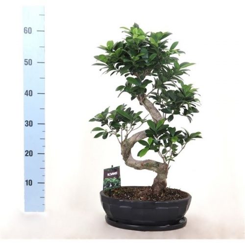 Ficus ginseng