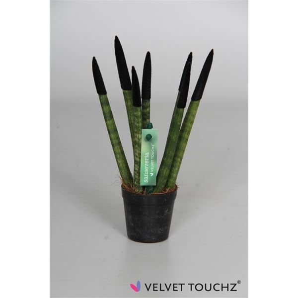 Sansevieria cylindrica spaghetti velvet svt06zk10 1 Sansevieria cylindrica spaghetti velvet svt06zk10