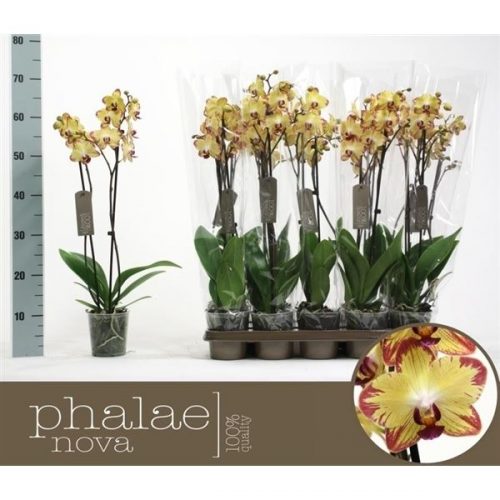 Phaleanopsis papagayo