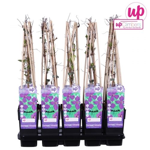 Clematis viticella polish spirit