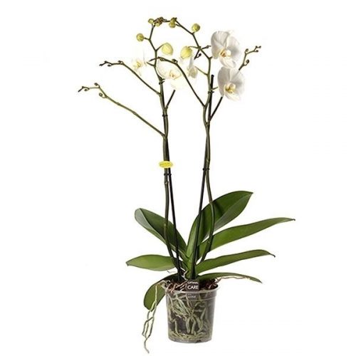 Phalaenopsis wit