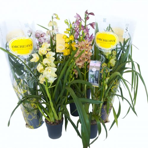Cymbidium mix