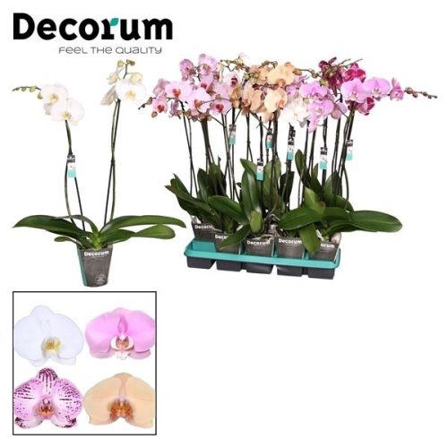 Phalaenopsis mix