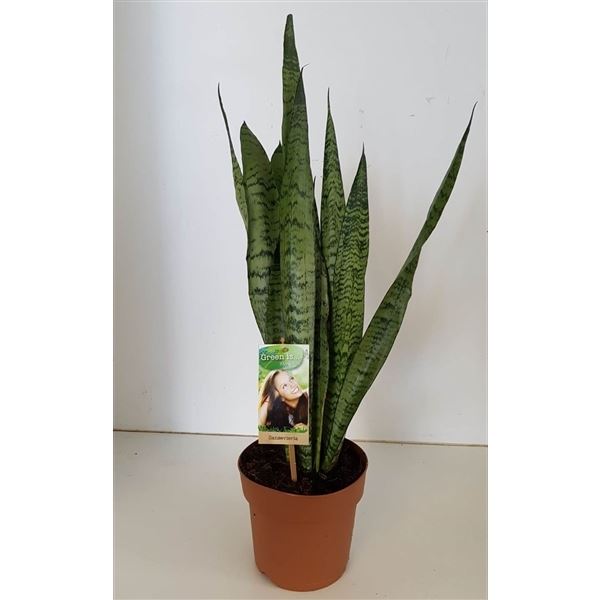 Sansevieria trifasciata zeylanica 1 Sansevieria trifasciata zeylanica