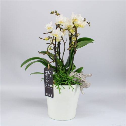Phal-2025w phalaenopsis creatie	-	8	-	Adet