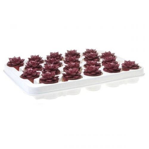 Echeveria rainbow purper wine red