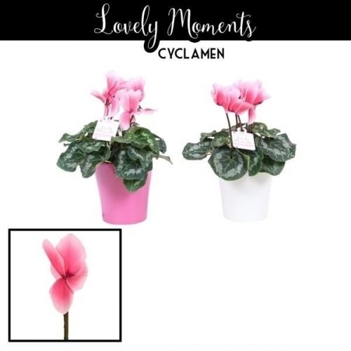 Cyclaam lovely moments in ompot amy
