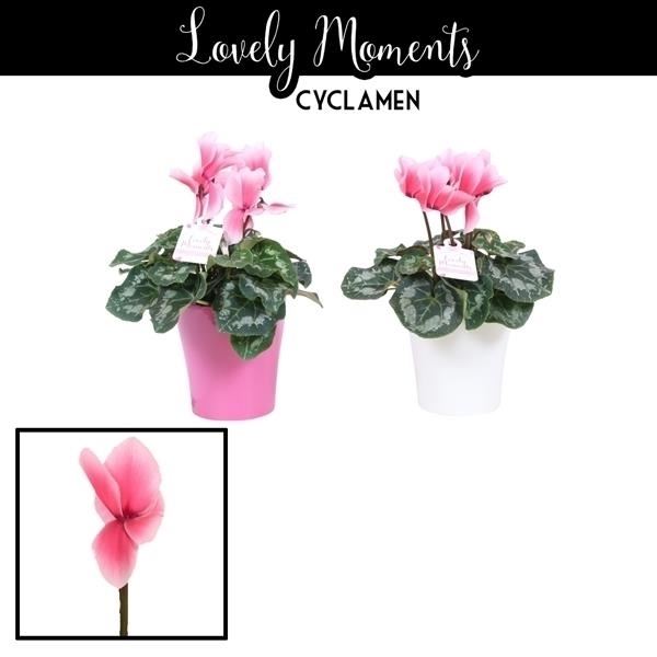 Cyclaam lovely moments in ompot amy