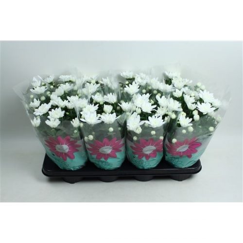 Chrysanthemum ind. chrystal wit
