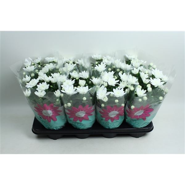 Chrysanthemum ind. chrystal wit 1 Chrysanthemum ind. chrystal wit