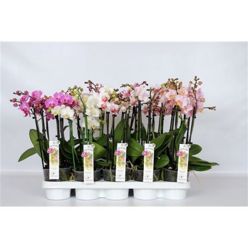Phalaenopsis multiflora mix