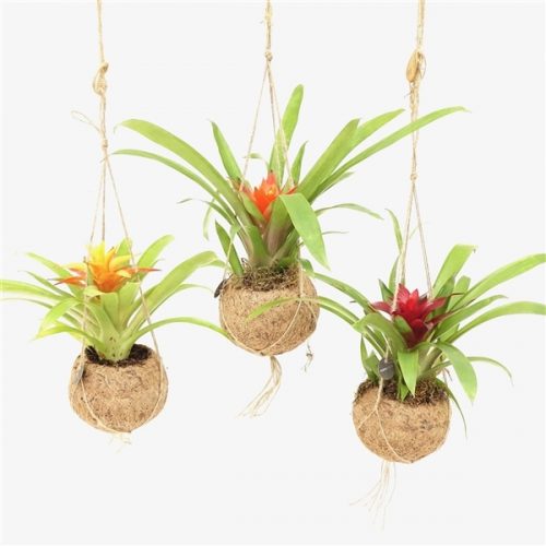 Kokodama bromelia mix kds12bromix