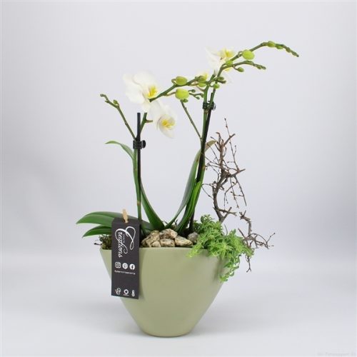 Phal-2028w phalaenopsis creatie	-	5	-	Adet