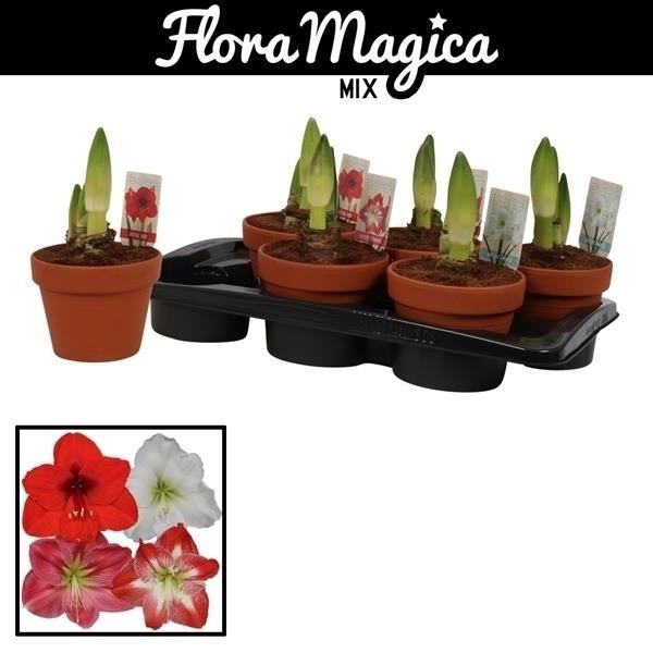 Hippeastrum mix 1 Hippeastrum mix