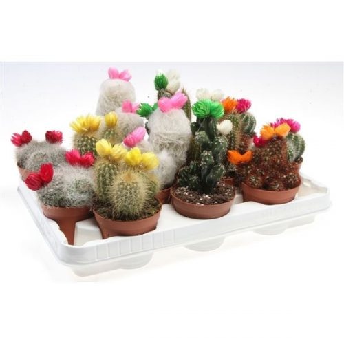 Cactus strobloem mix cd8002