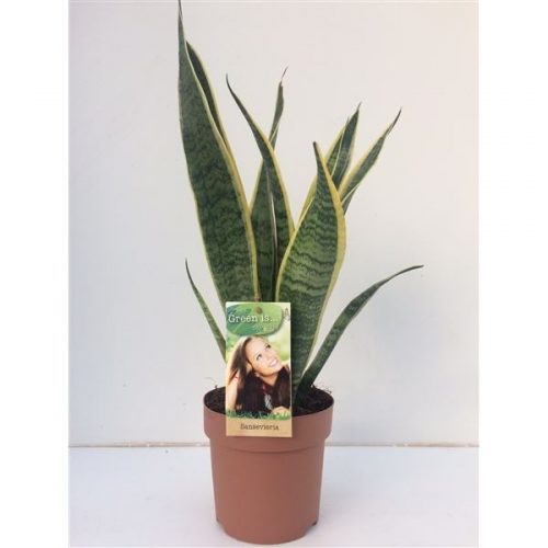 Sansevieria trifasciata laurentii