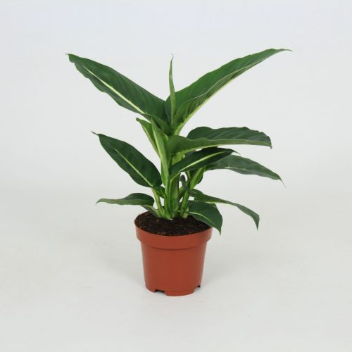 Dieffenbachia green magic