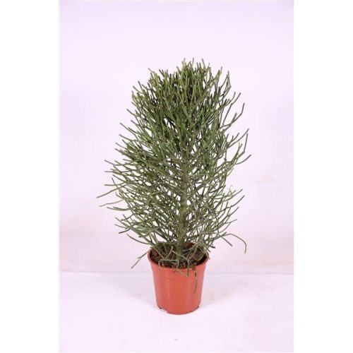 Euphorbia tirucalli