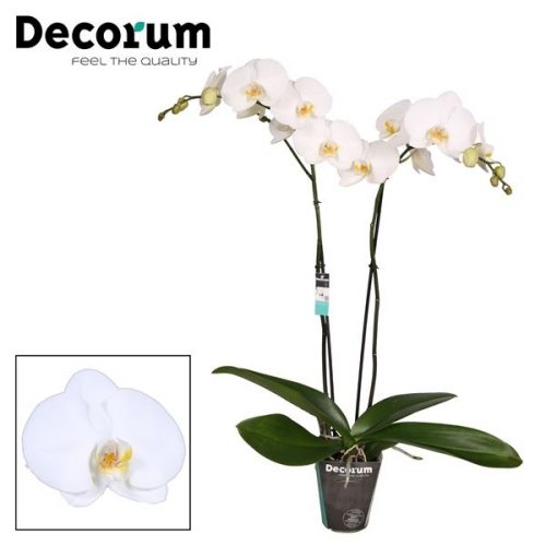 Phalaenopsis anthura tokyo	 2 tak 18+ 80cm	-	10	-	Adet