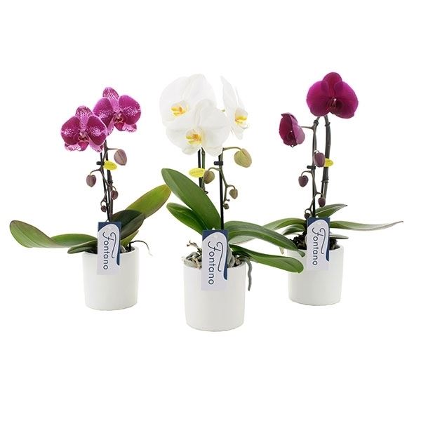 Phalaenopsis mix fontano no.9 1 Phalaenopsis mix fontano no.9