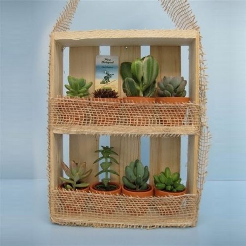 Succulenten mix 224-hang