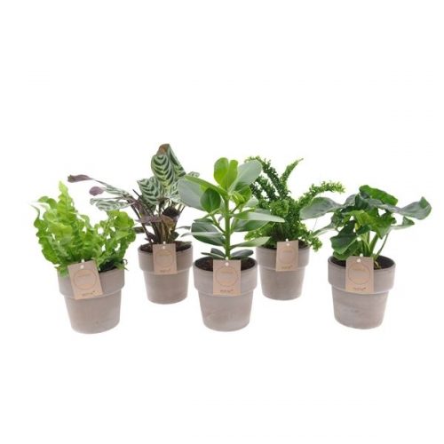 Kamerplanten mix excl12-ter
