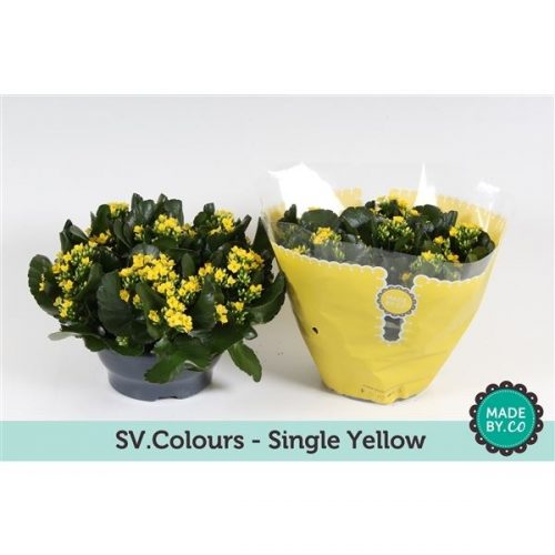 Kalanchoe geel