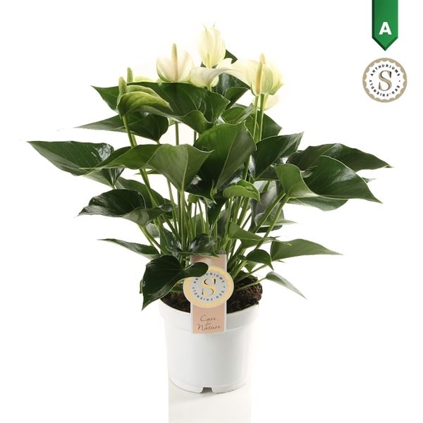 Anthurium andr. white champion 1 Anthurium andr. white champion