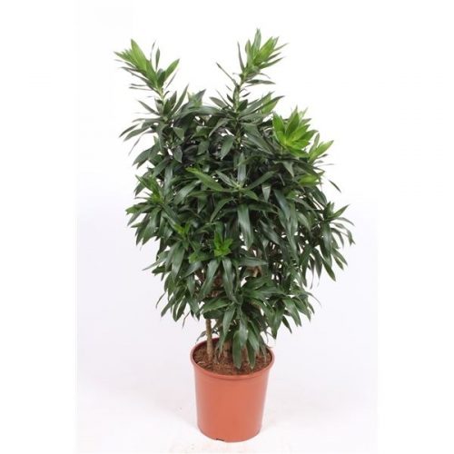 Dracaena reflexa