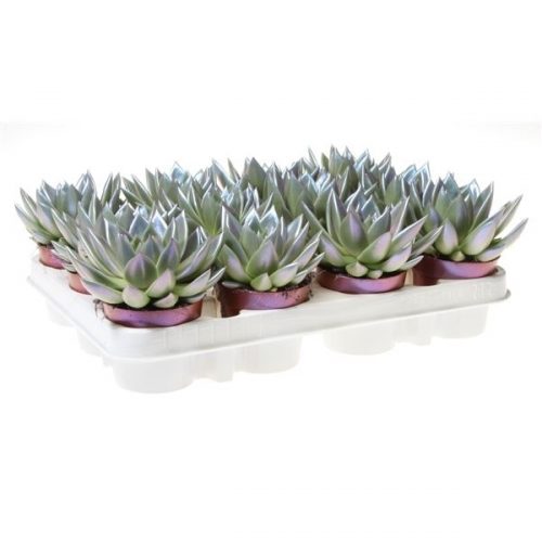 Echeveria miranda rainbow chameleon enchanting blu