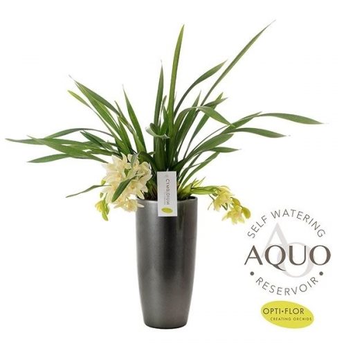 Cymbidium ice cascade 3/4 tak in keramiek