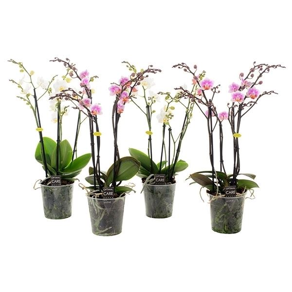 Phalaenopsis multiflora mix love 1 Phalaenopsis multiflora mix love