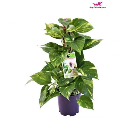 Epipremnum pinnatum mosstok