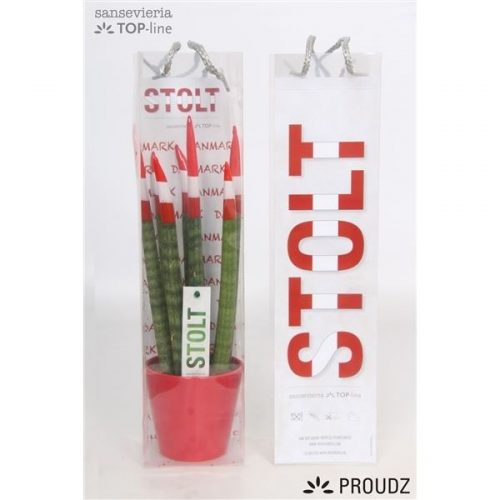 Sansevieria cilindrica proudz denemarken