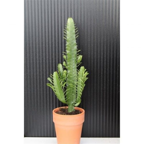 Euphorbia acrurensis