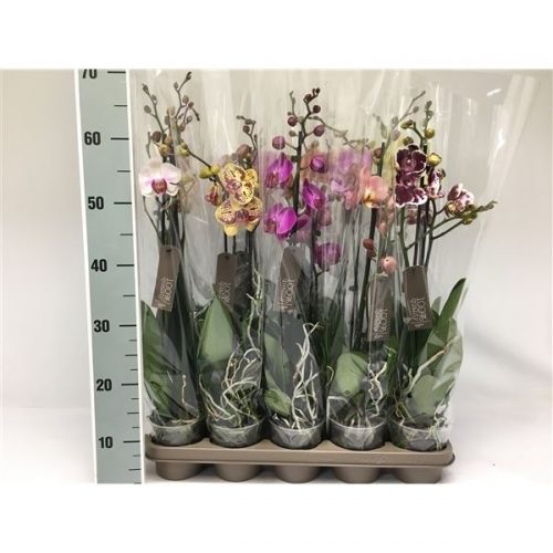 Phalaenopsis mix